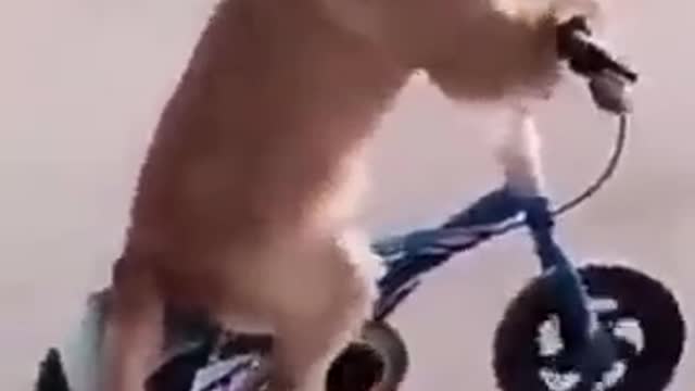 Cute dog funny video