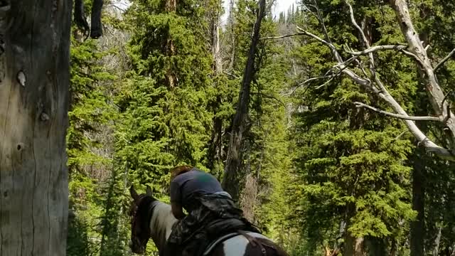 Aftermath of a Lighting Striking on a Large Tree in Wyoming