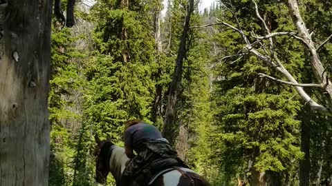 Aftermath of a Lighting Striking on a Large Tree in Wyoming