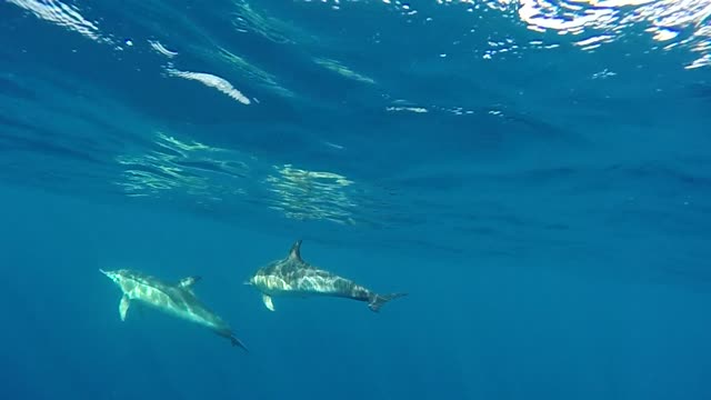 Dolphins 🐬swimming in the open ocean