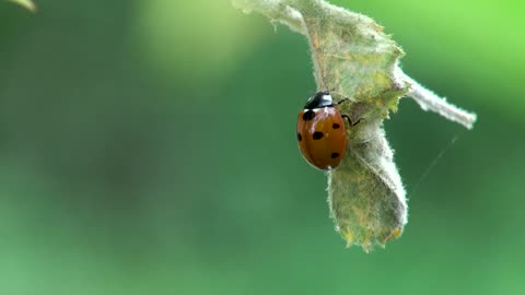 close up of ladybug