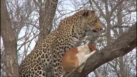 Leopard Hunts Dog - Wild Animals Attack And Kill Dog - Best New