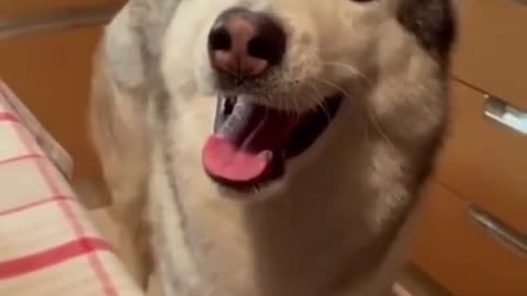 Watch this cute dog trying to talk