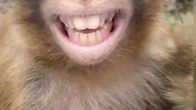 monkey funny viral video tik tok video