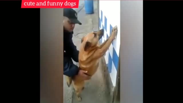 cute and funny dogs