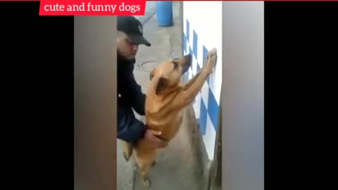 cute and funny dogs