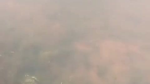 This is a beautiful and charming water-dwelling species