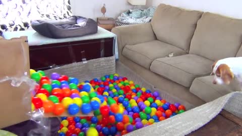 Dog Birthday Surprise: with DIY Ball Pit