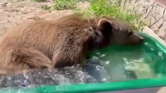 Bear like to enjoy in swimming pool