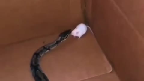 Cobra beat is Mouse