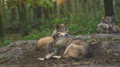 Wolf wildlife shots wildlife