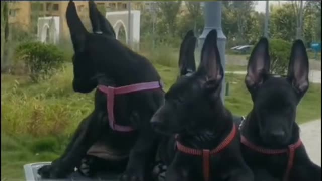 The joy of meeting dogs