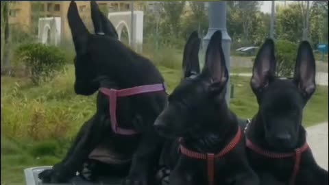The joy of meeting dogs