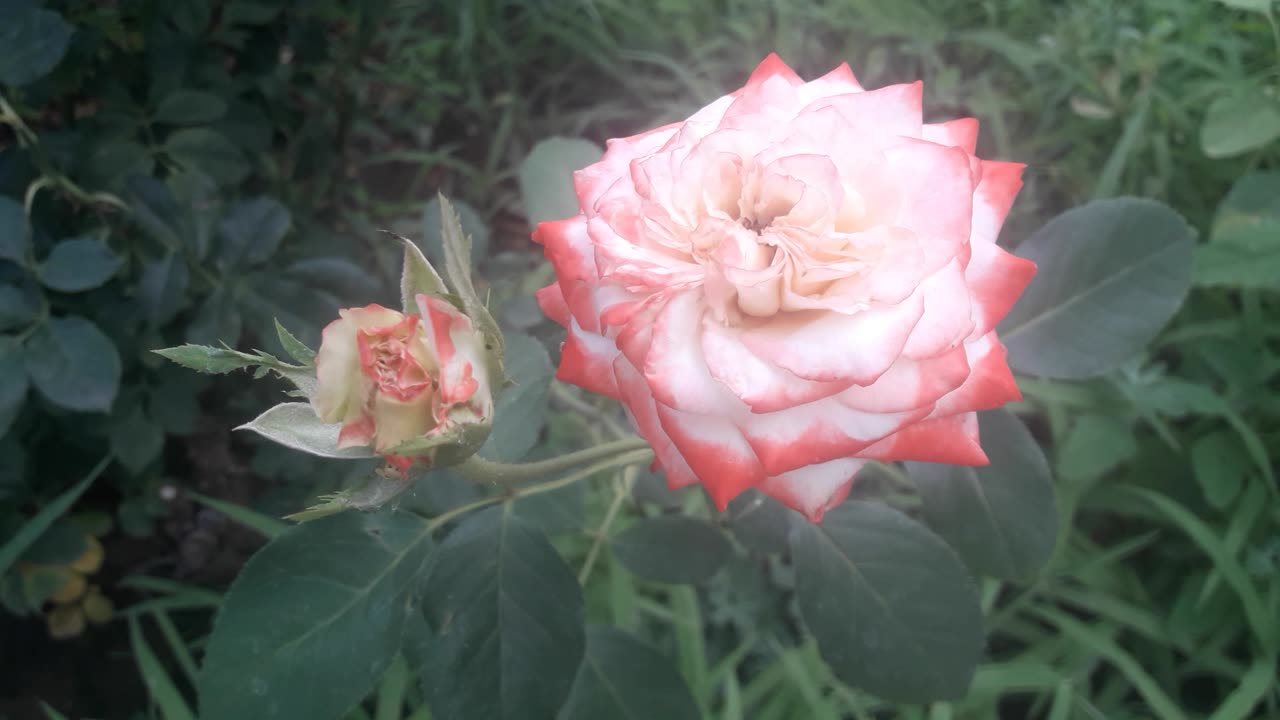 White and red rose