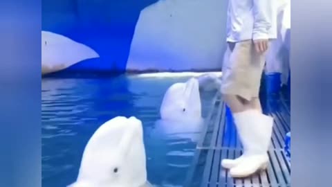 Cute dolphin playing