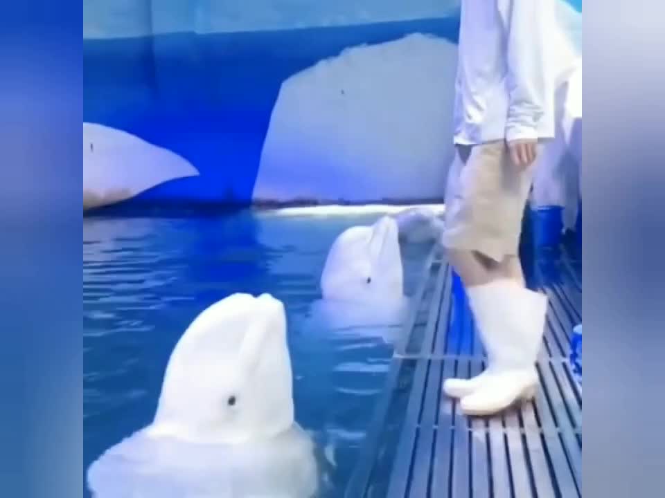 Cute dolphin playing