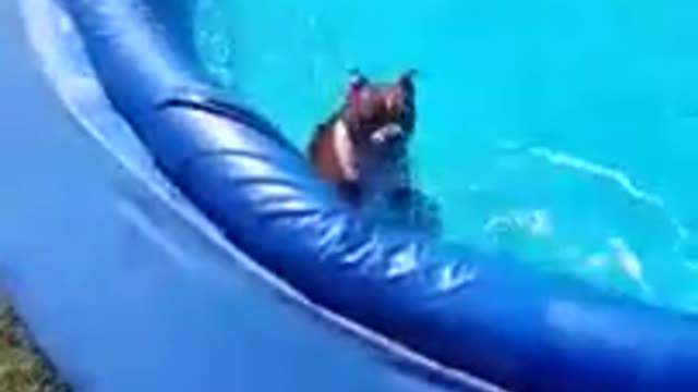 Thor shows everyone how he gets out and sneaks back into the pool.