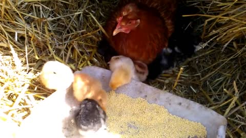 Hatching of chickens by brood hen ... from A to Z