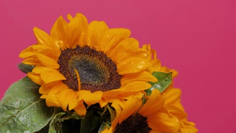 Sunflower being watered on a pink background