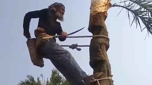 The palm tree is cut down and the khur