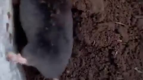 How a mole starts to dig a tunnel.