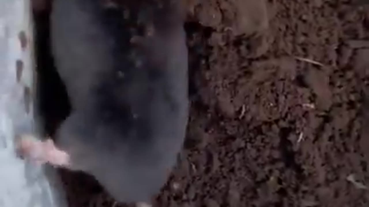 How a mole starts to dig a tunnel.