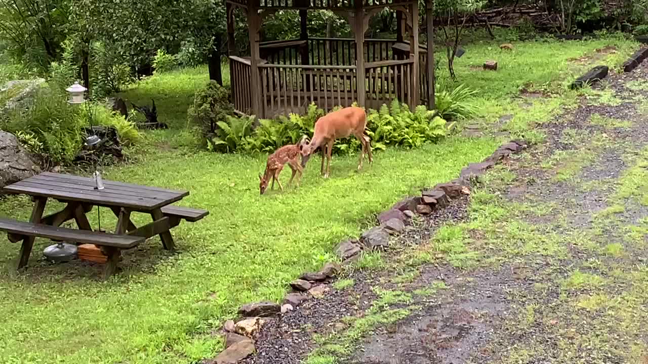 🦌 NW NC Appalachia deer & fawn Scamp’s awake Quick cleaning, to the pear tree & today’s adventures