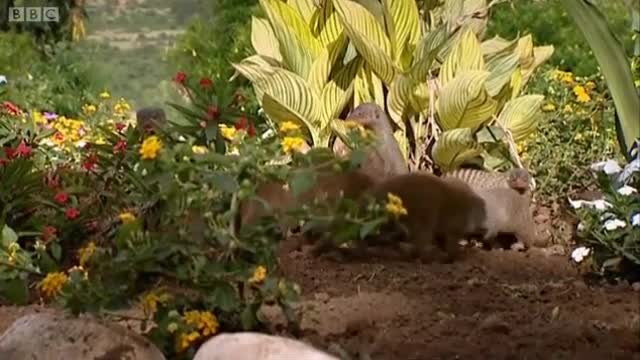 Battle Against the Stripes | Banded Brothers (The Mongoose Mob) | BBC Earth