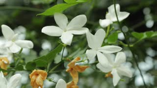 Jasmim ( Jasminum officinale ) serve para dor de cabeça e depressão