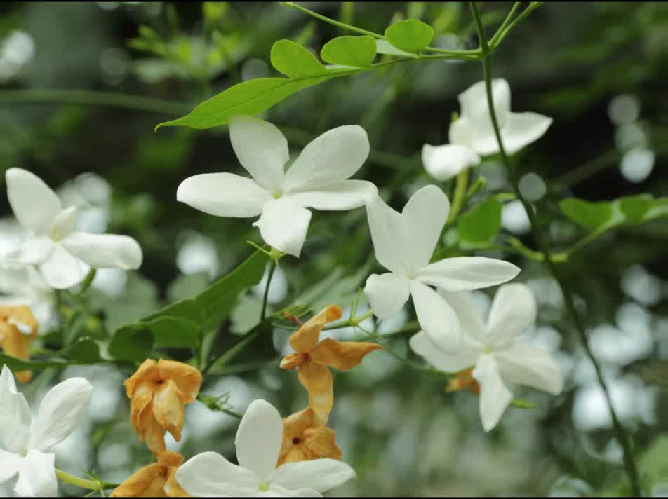 Jasmim ( Jasminum officinale ) serve para dor de cabeça e depressão