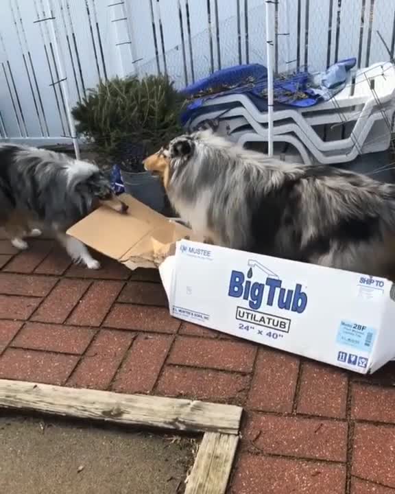 Perro empuja a otro perro en un "trineo" de cartón