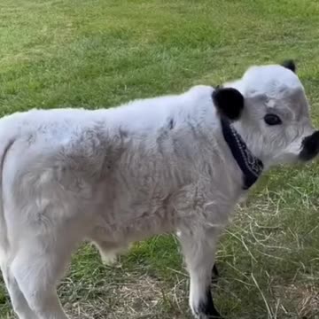 Funny sounds of pets