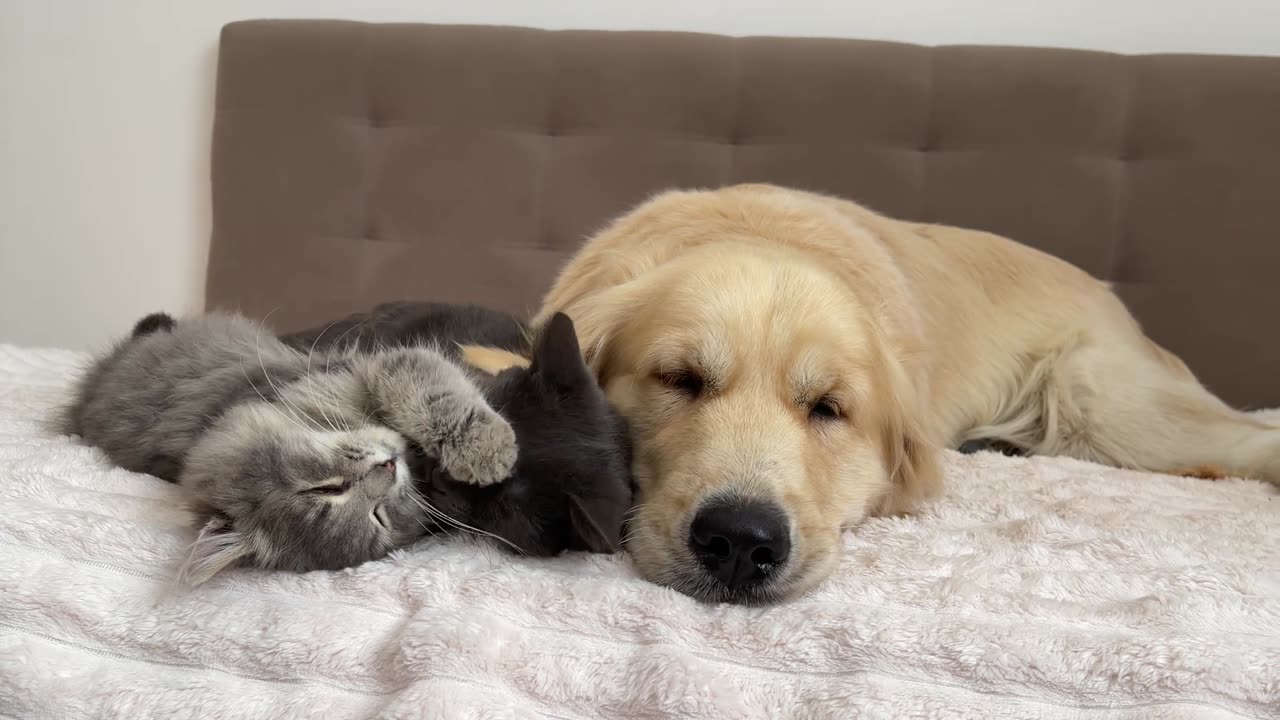 What does a Kitten do when It Finds a Golden Retriever with Another Kitten