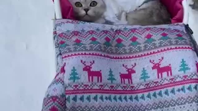 Cute cats, funny pets videos ,cute animals, tiktok compilations #short 22