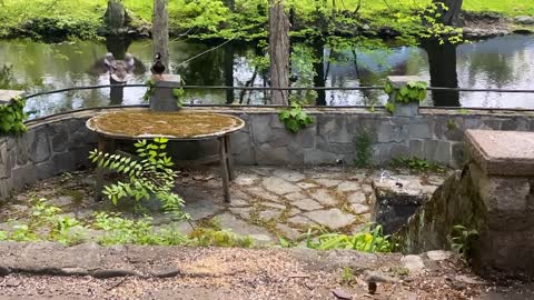 Ducks fly off of rustic rural patio onto stream below. Summer