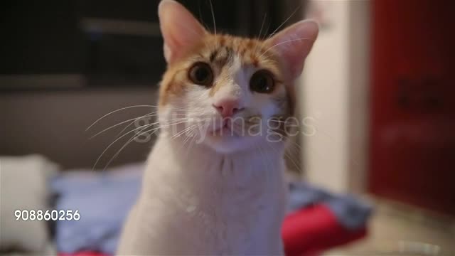 Beautiful Cat Touching The Camera Lens