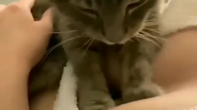 Cat is playing with girl B😆😅Bs
