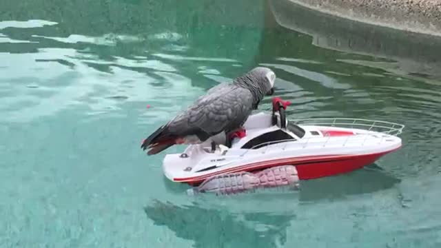 Boating Bird