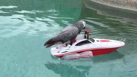 Boating Bird