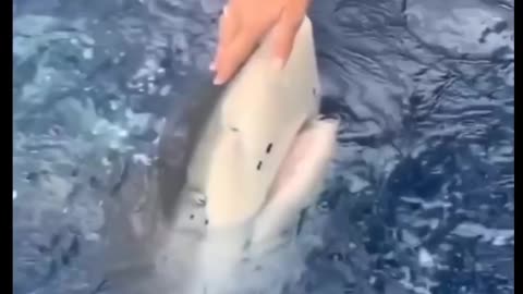 That Girl really touch that Shark 😨😱