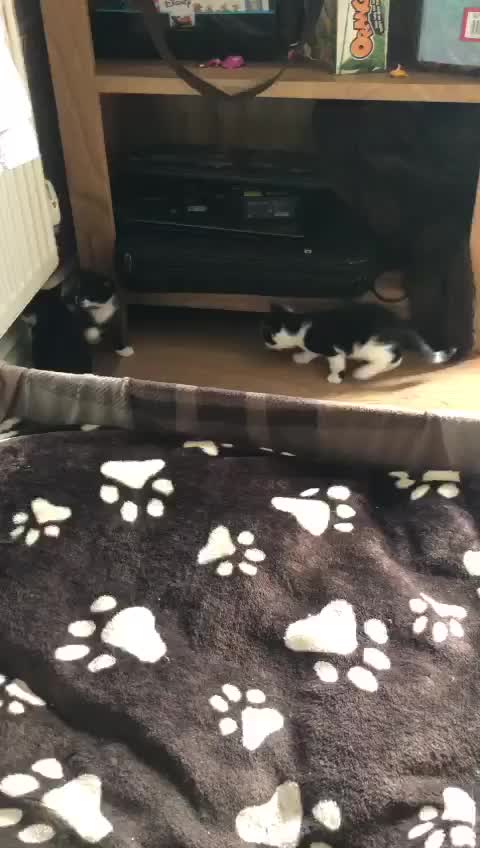 Kittens Fighting In Corner