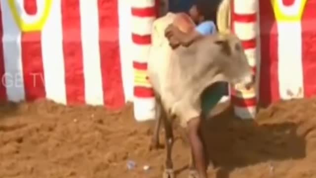 indian best bull jallikattu