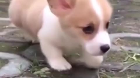 Cute Dog Moving in Slo-Mo towards his owner