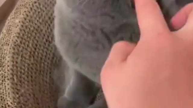 Angry Cat 😾 Cute Cat Videos