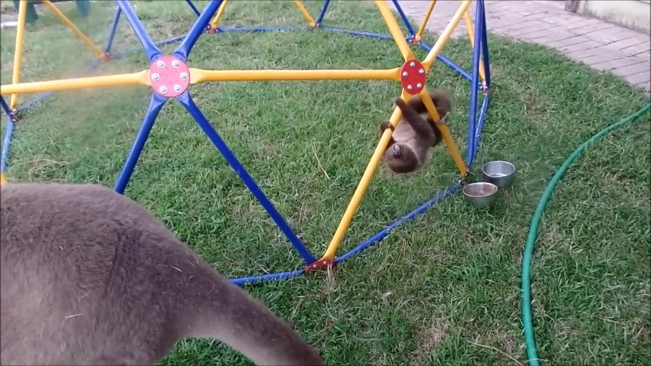 Baby sloth Cute and Funny compilation