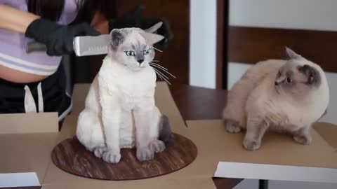 Watch cat reaction to Cake similar to cat So funny