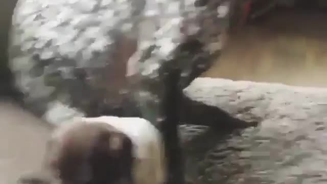 Magic Twist Move Confuses Big Stalkers