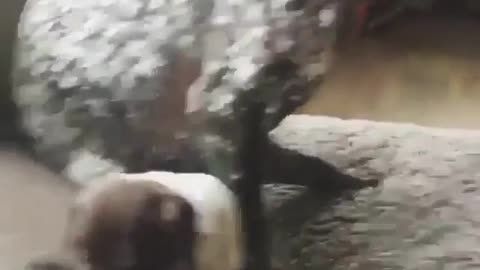 Magic Twist Move Confuses Big Stalkers