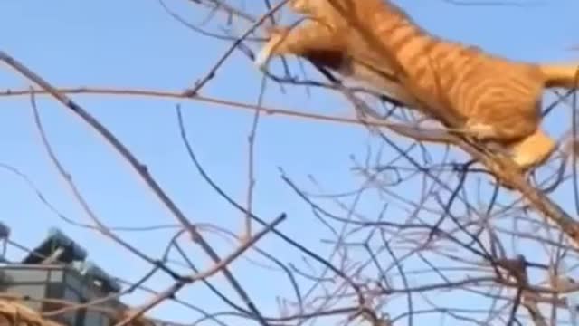 Cat catches his food😯