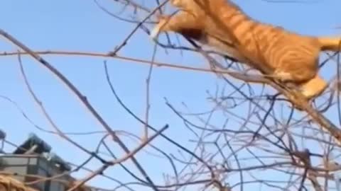 Cat catches his food😯